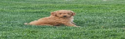 Mini Goldendoodle dogs for sale: Mini Goldendoodle Puppy 2 - Ad 1