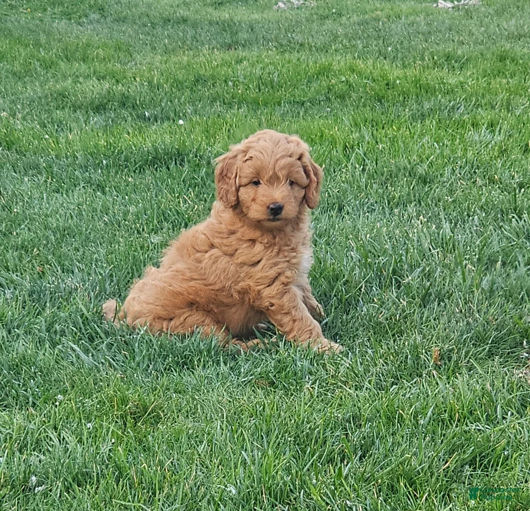 Mini Goldendoodle dogs for sale: Mini Goldendoodle Puppy 2 - Ad 1
