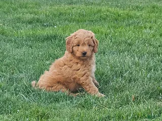 Mini Goldendoodle dogs for sale: Mini Goldendoodle Puppy 2 - Ad 2