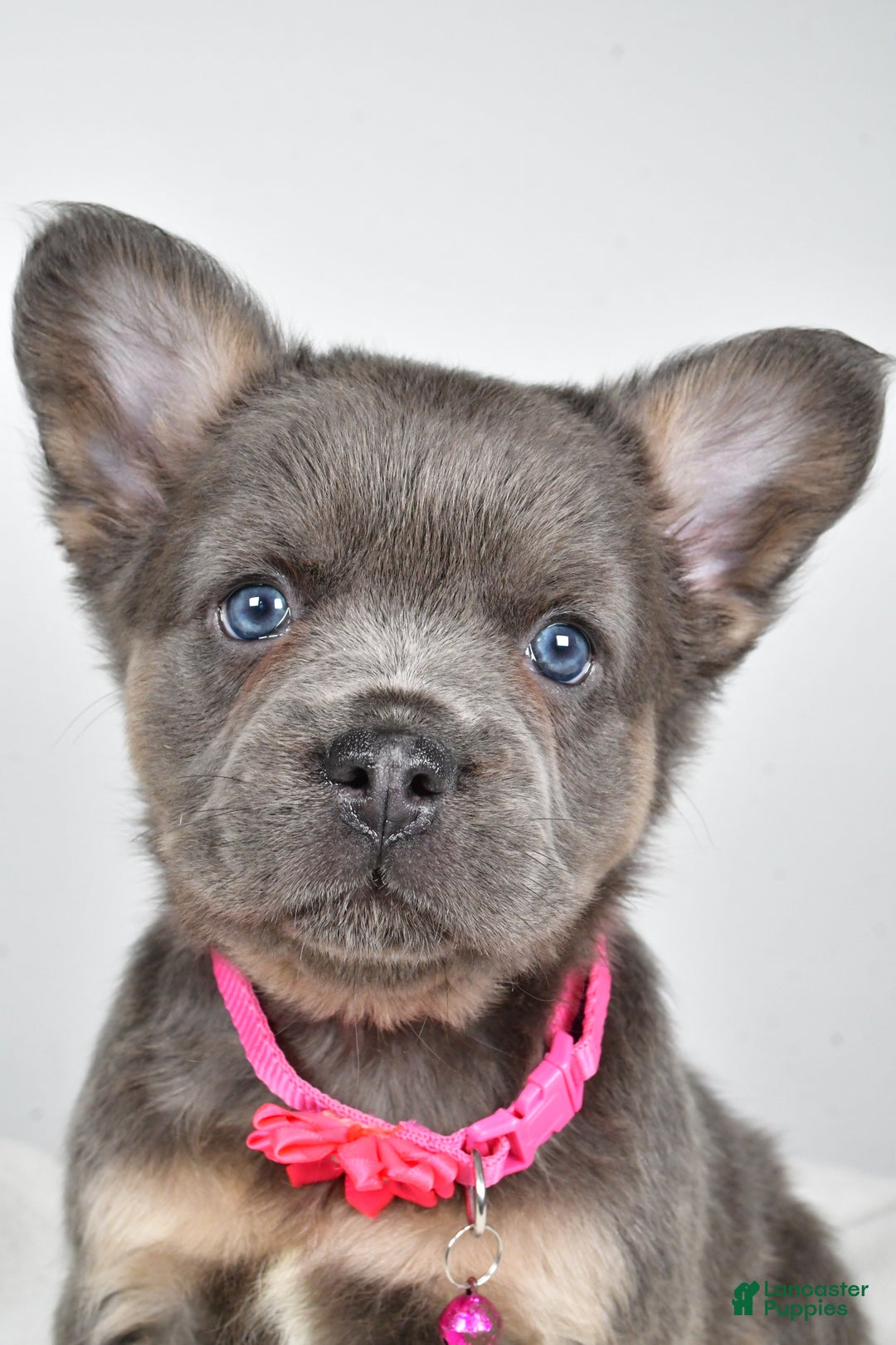 French Bulldog dogs for sale: Brianna - Ad 2