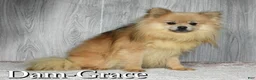 Pomeranian dogs for sale: Cookie - Ad 10