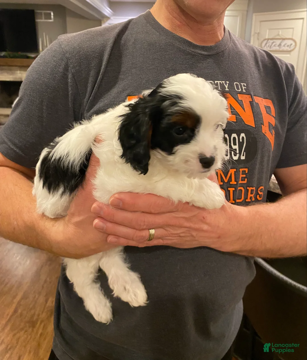 Cavapoo dogs for sale: Mocha  - Ad 6