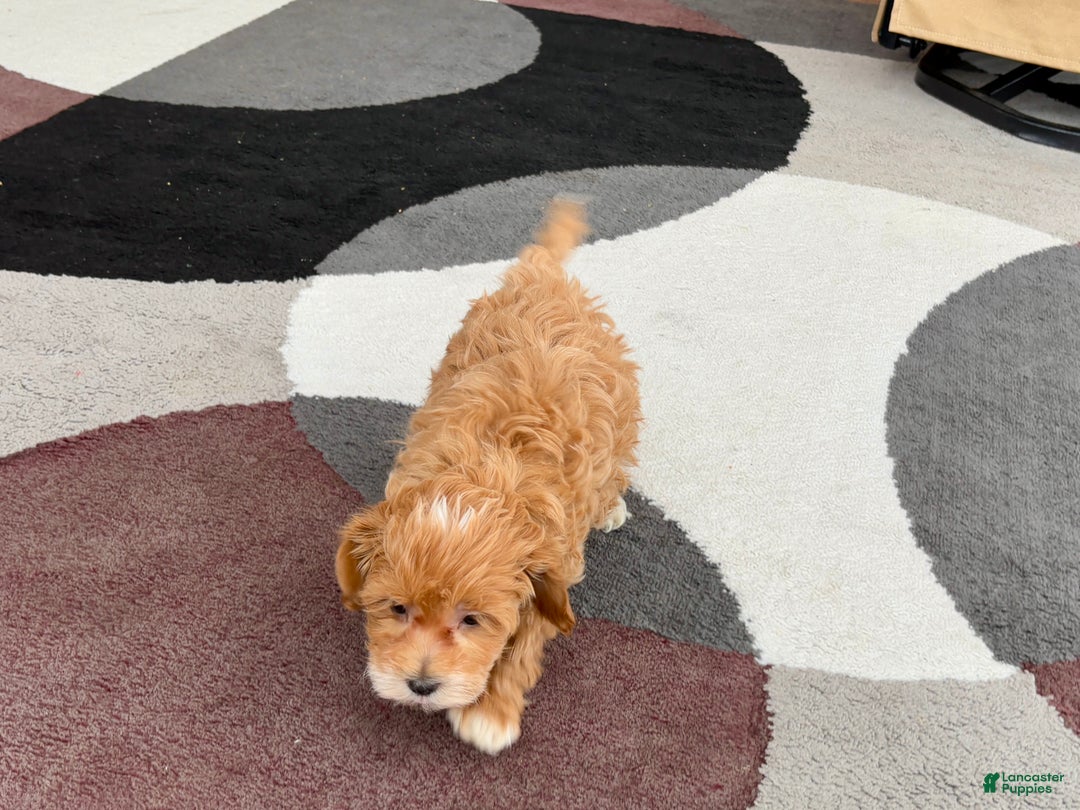 Maltipoo dogs for sale: Maltipoo male 1  - Ad 4