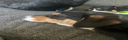 American Corgi dogs for sale: American Corgi 2 - Ad 3