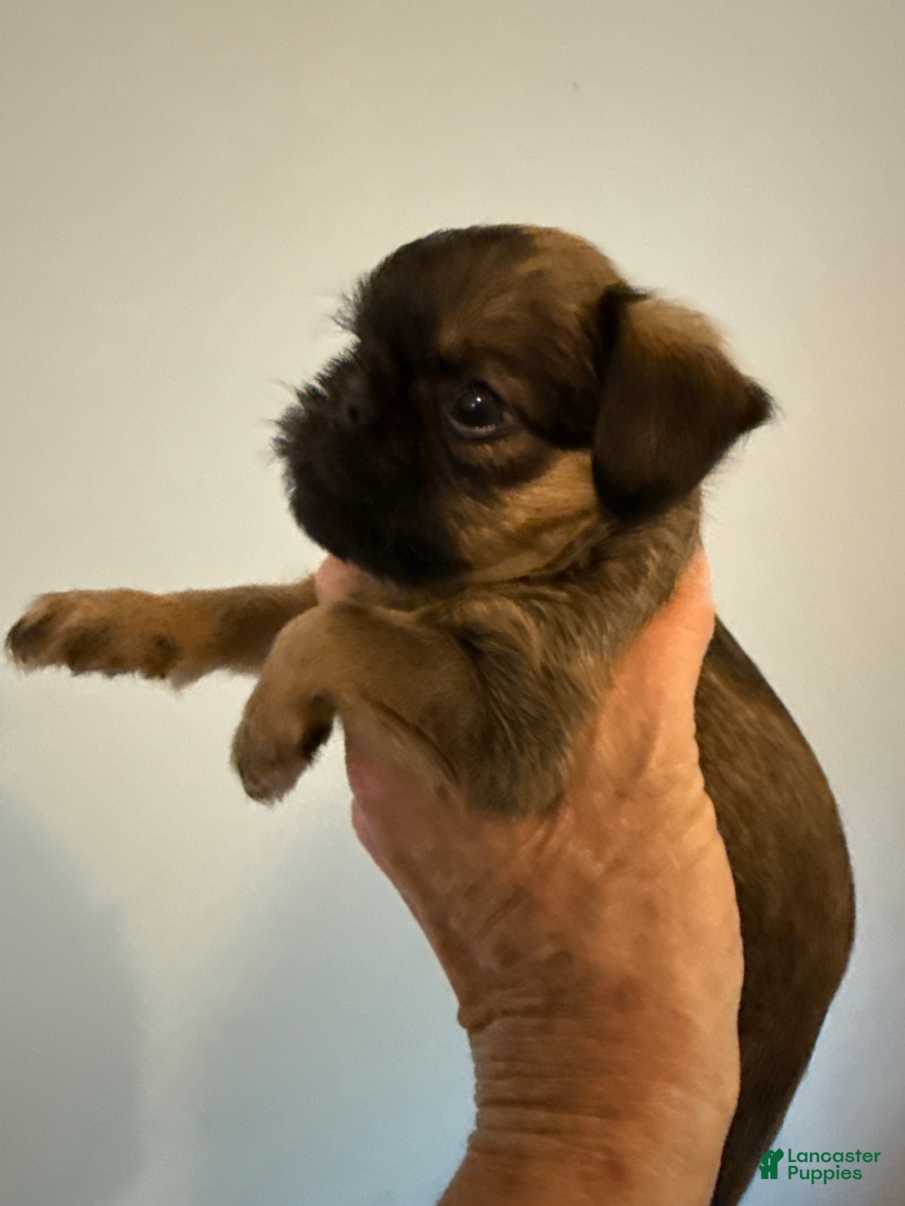 Brussels Griffon dogs Brussels Griffon Puppy 3 - Ad 1