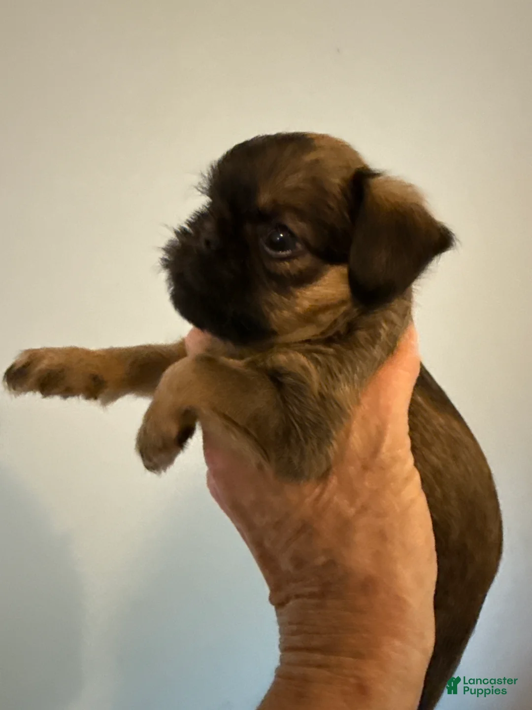 Brussels Griffon dogs for sale: Brussels Griffon Puppy 3 - Ad 1
