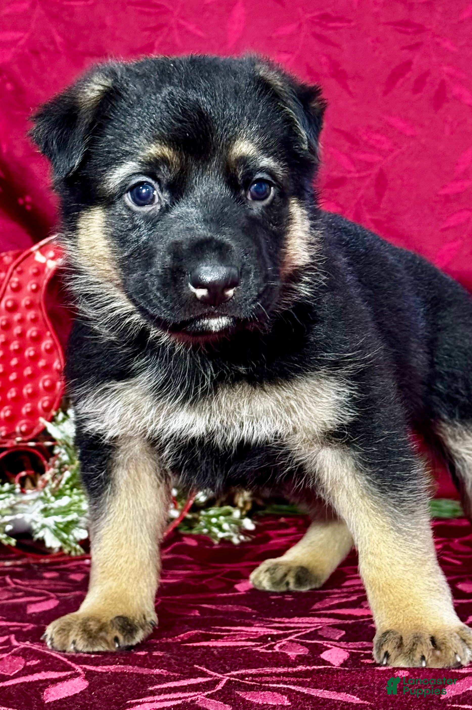 German Shepherd dogs Reno - Ad 41