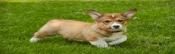 Welsh Corgi Pembroke dogs for sale: Gene - Ad 7