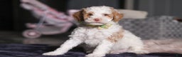Miniature Poodle dogs for sale: Mateo - Ad 5