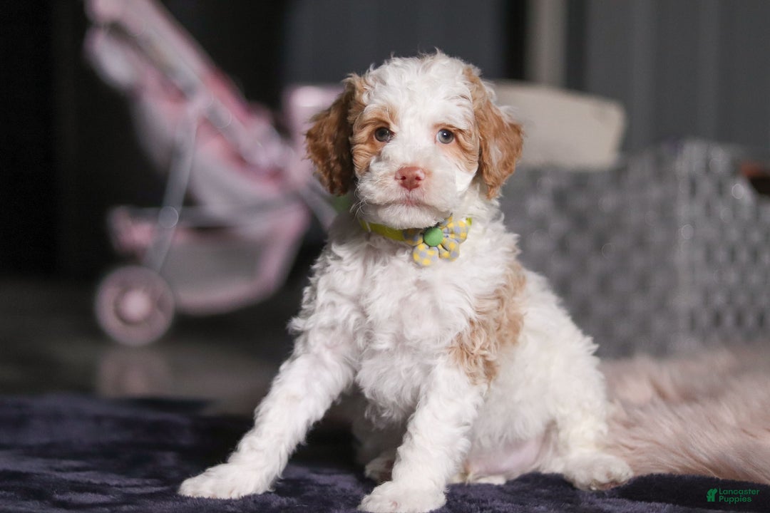 Miniature Poodle dogs for sale: Mateo - Ad 5