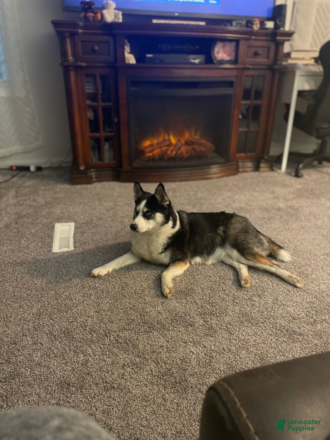 Pomsky dogs for sale: Pomsky Puppy 2 - Ad 4