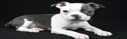 Boston Terrier dogs for sale: Pearl - Ad 9