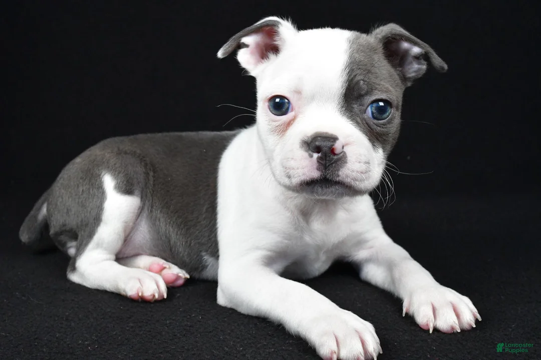 Boston Terrier dogs for sale: Pearl - Ad 9