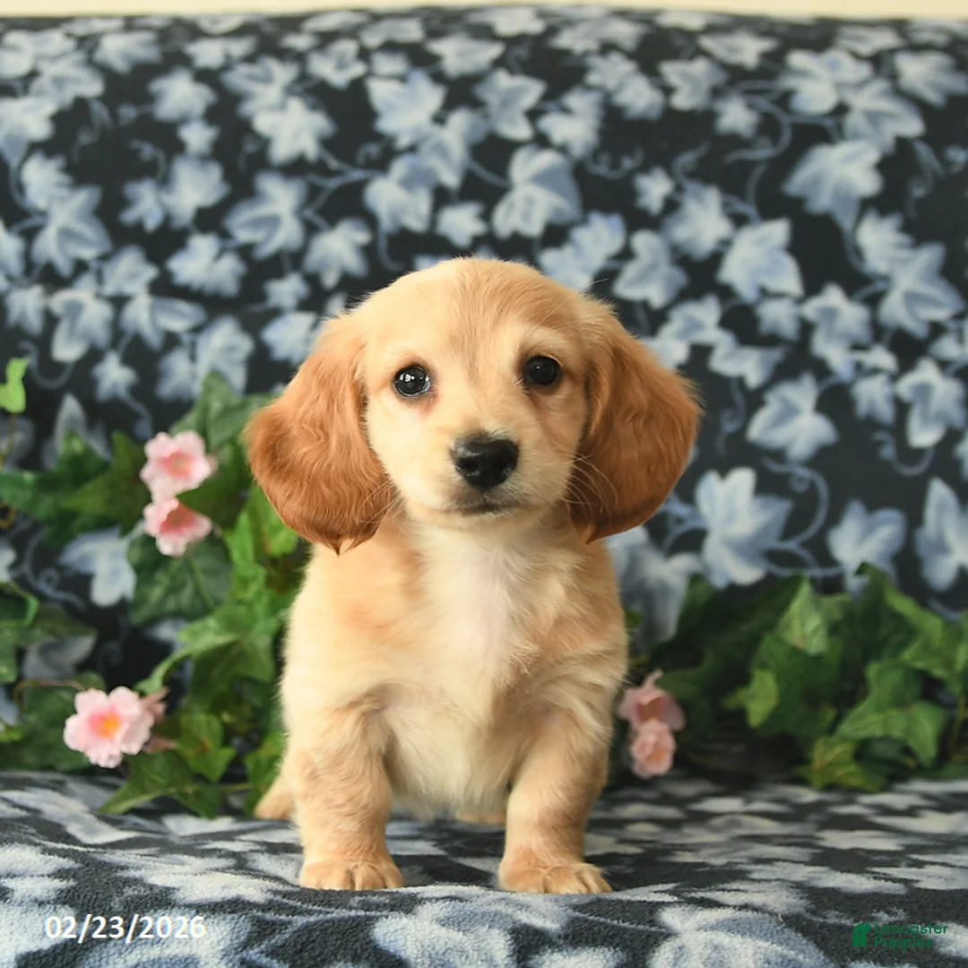 Miniature Dachshund dogs for sale: Sunburst  - Ad 2