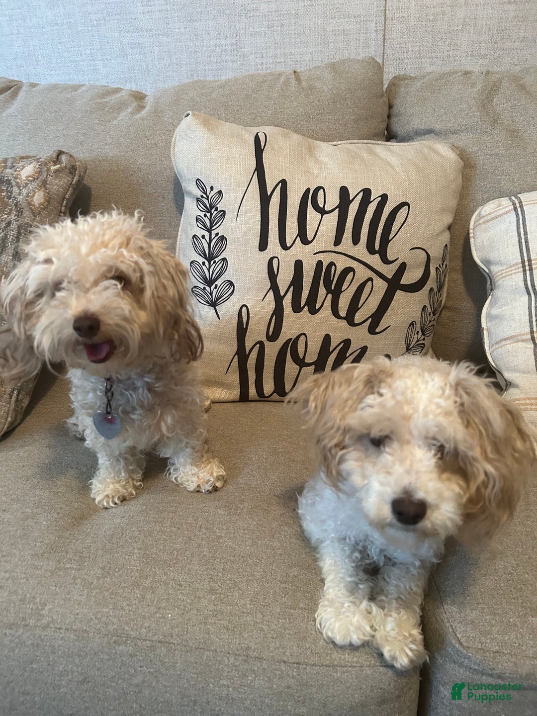 Toy Poodle dogs for sale: Toy Poodle Puppy 1 - Ad 8