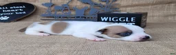 Jack Russell Terrier dogs for sale: Jax purebred JRT - Ad 6