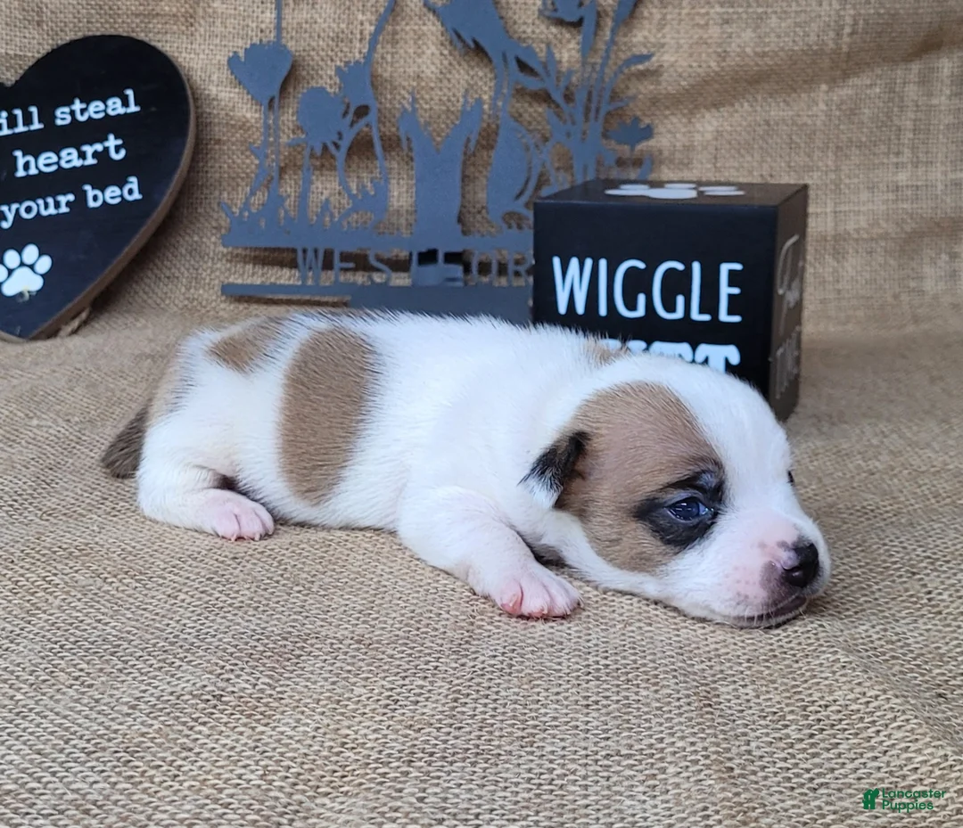 Jack Russell Terrier dogs for sale: Jax purebred JRT - Ad 6