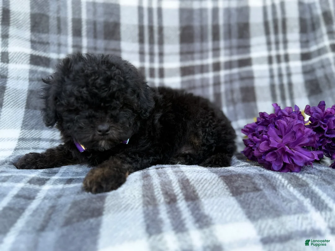 Shihpoo dogs for sale: Kodak - Ad 3