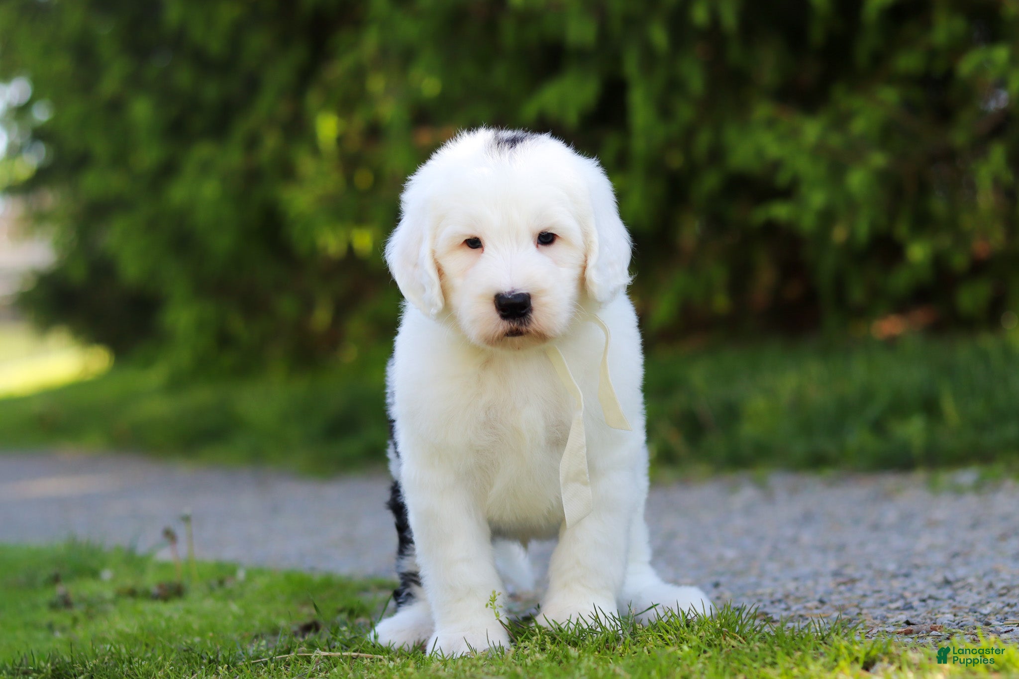 Sheepadoodle dogs Milo - Ad 2