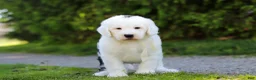 Sheepadoodle dogs for sale: Milo - Ad 2