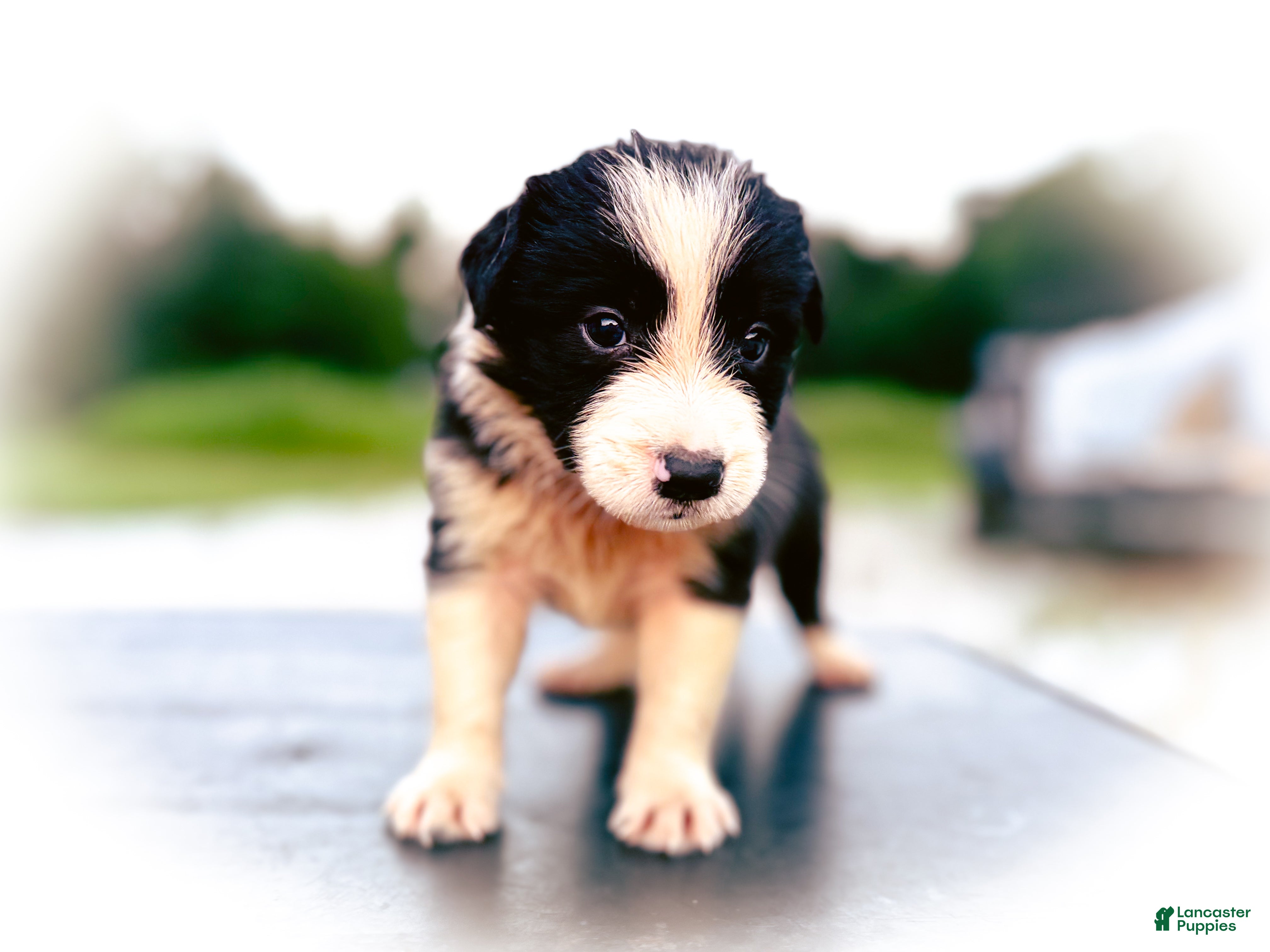 Border Collie dogs Uno - Ad 29