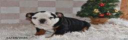 Olde English Bulldogge dogs for sale: Lena - Ad 2