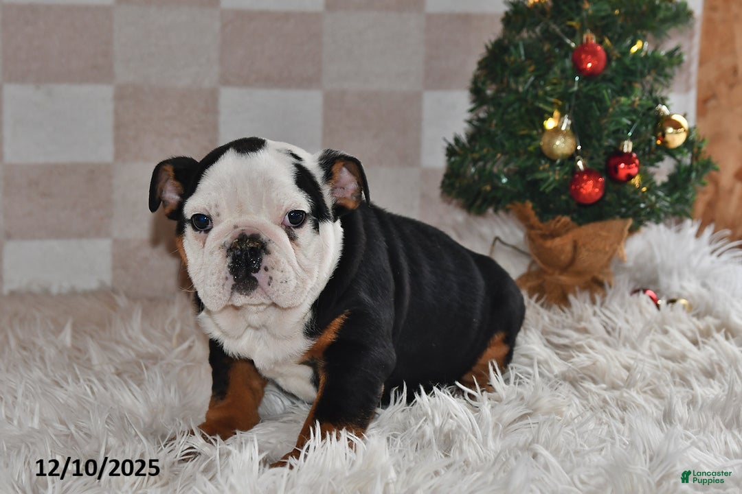 Olde English Bulldogge dogs for sale: Lena - Ad 2