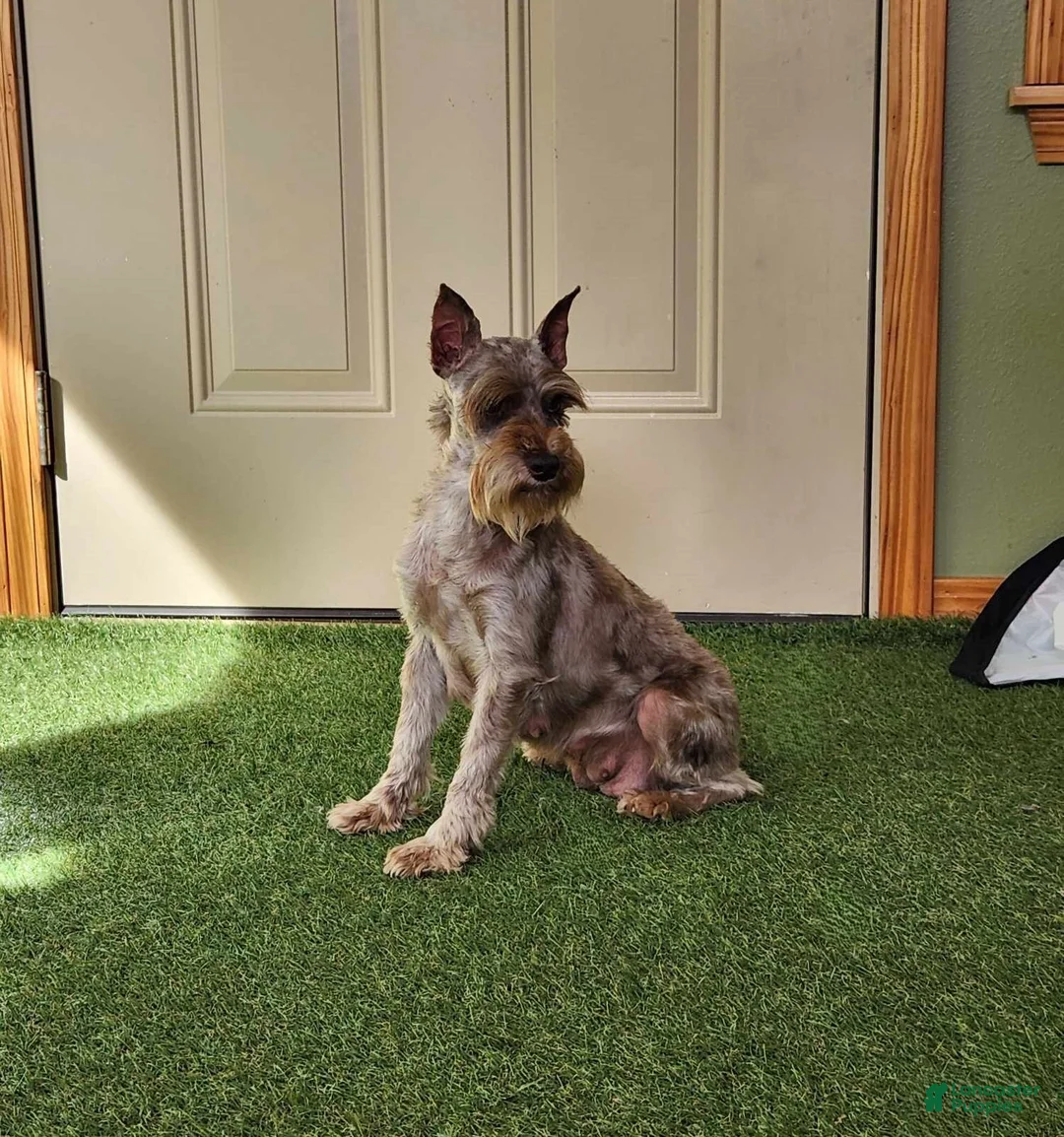 Miniature Schnauzer dogs for sale: Gunner - Ad 8