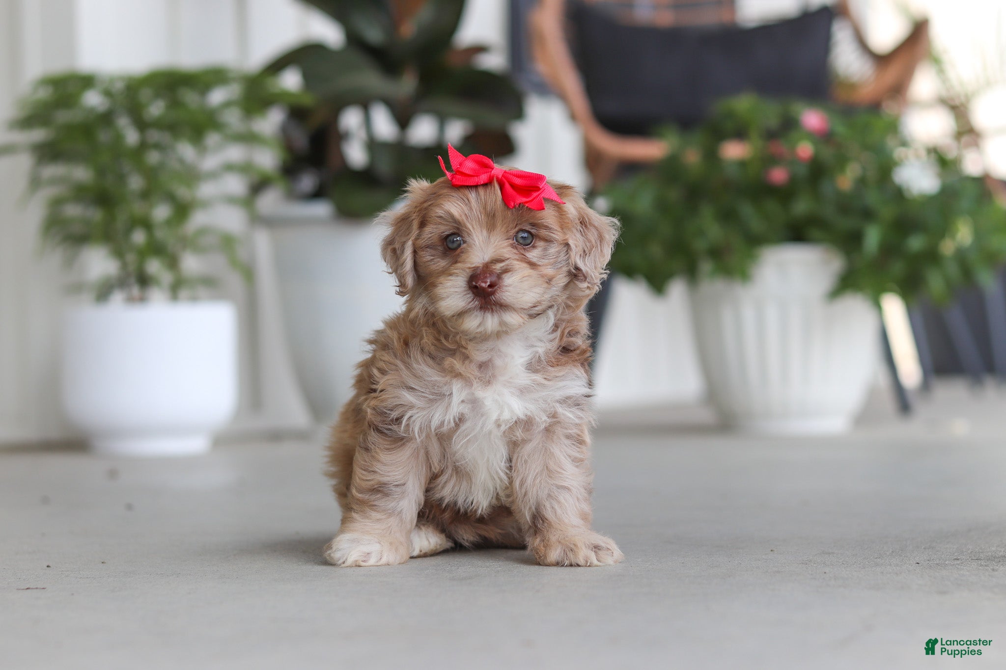 Havapoo dogs Claire - Ad 2
