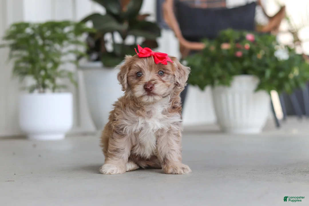 Havapoo dogs for sale: Claire - Ad 2