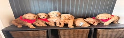 Mini Goldendoodle dogs for sale: Goose - Ad 10