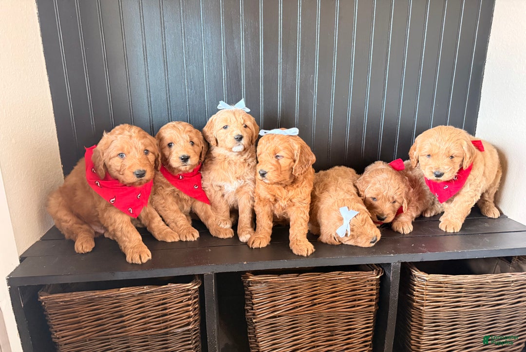 Mini Goldendoodle dogs for sale: Goose - Ad 10