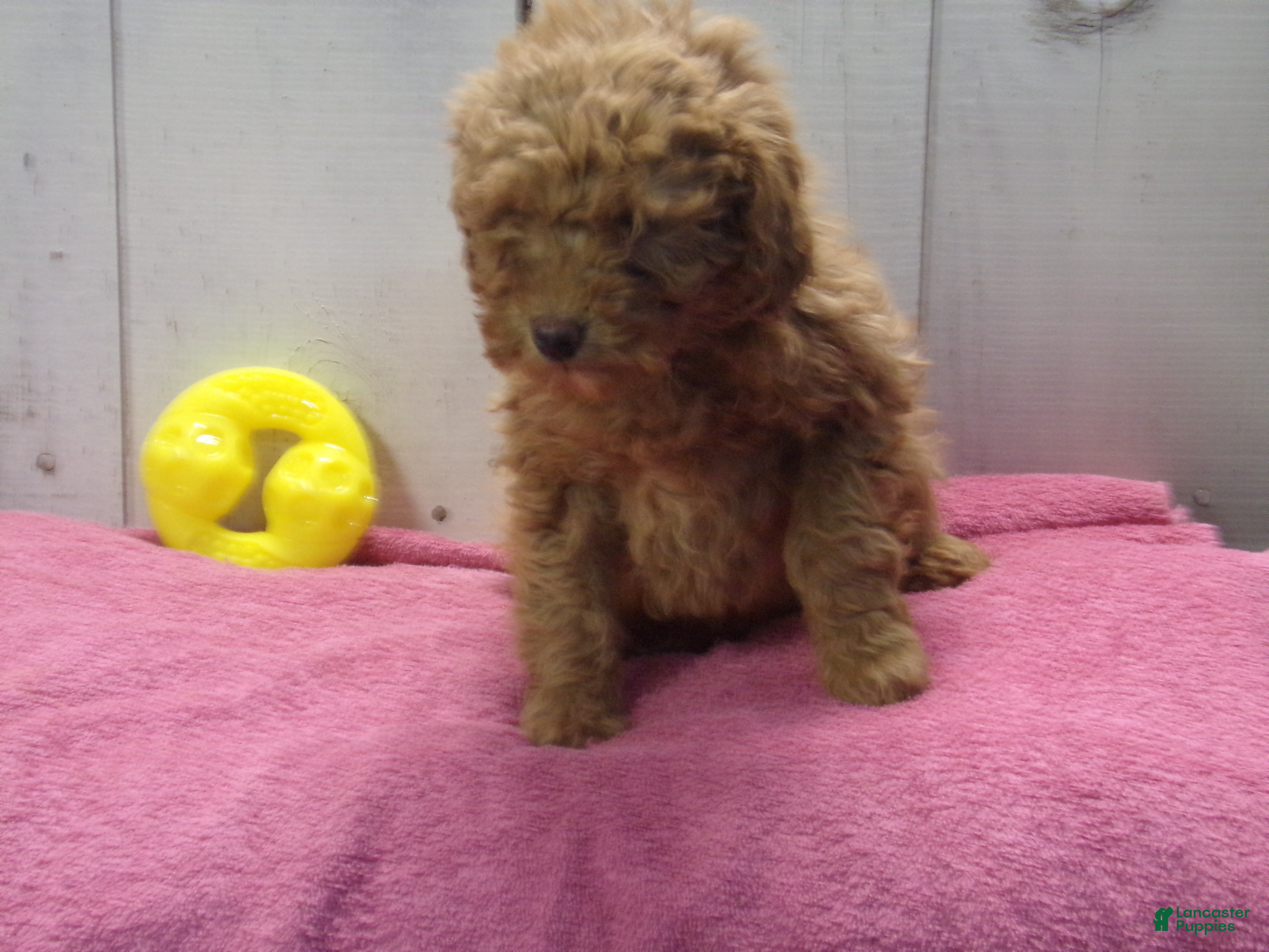 Standard Poodle dogs Emma - Ad 2