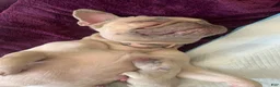 French Bulldog dogs for sale: French Bulldog 3 - Ad 3