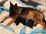 German Shepherd Puppy 3