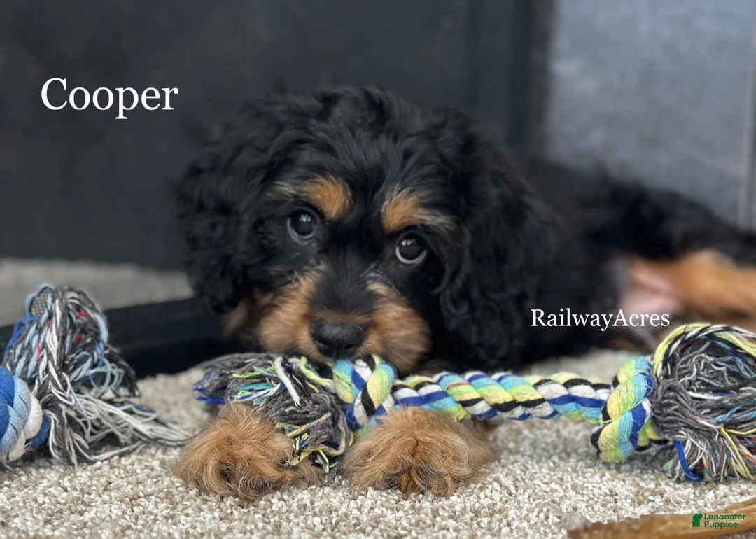 Cavapoo dogs for sale: Cooper - Ad 1