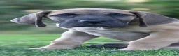Great Dane dogs for sale: Great Dane 1 - Ad 4