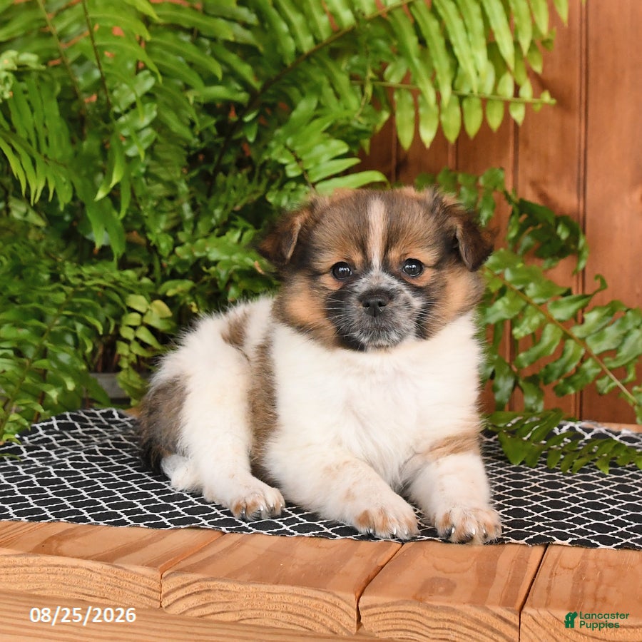 Mixed Breed dogs Pumpkin - Ad 2