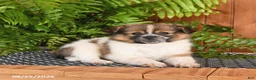 Mixed Breed dogs for sale: Pumpkin - Ad 2