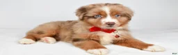 Miniature Australian Shepherd dogs for sale: Jaxon - Ad 8