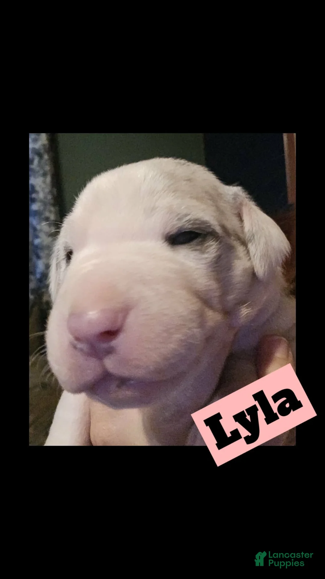 Great Dane dogs for sale: Lyla - Ad 1