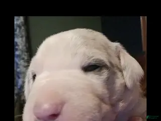 Great Dane dogs Lyla - Ad 22