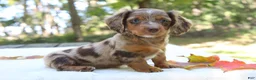 Miniature Dachshund dogs for sale: Seneca - Ad 5