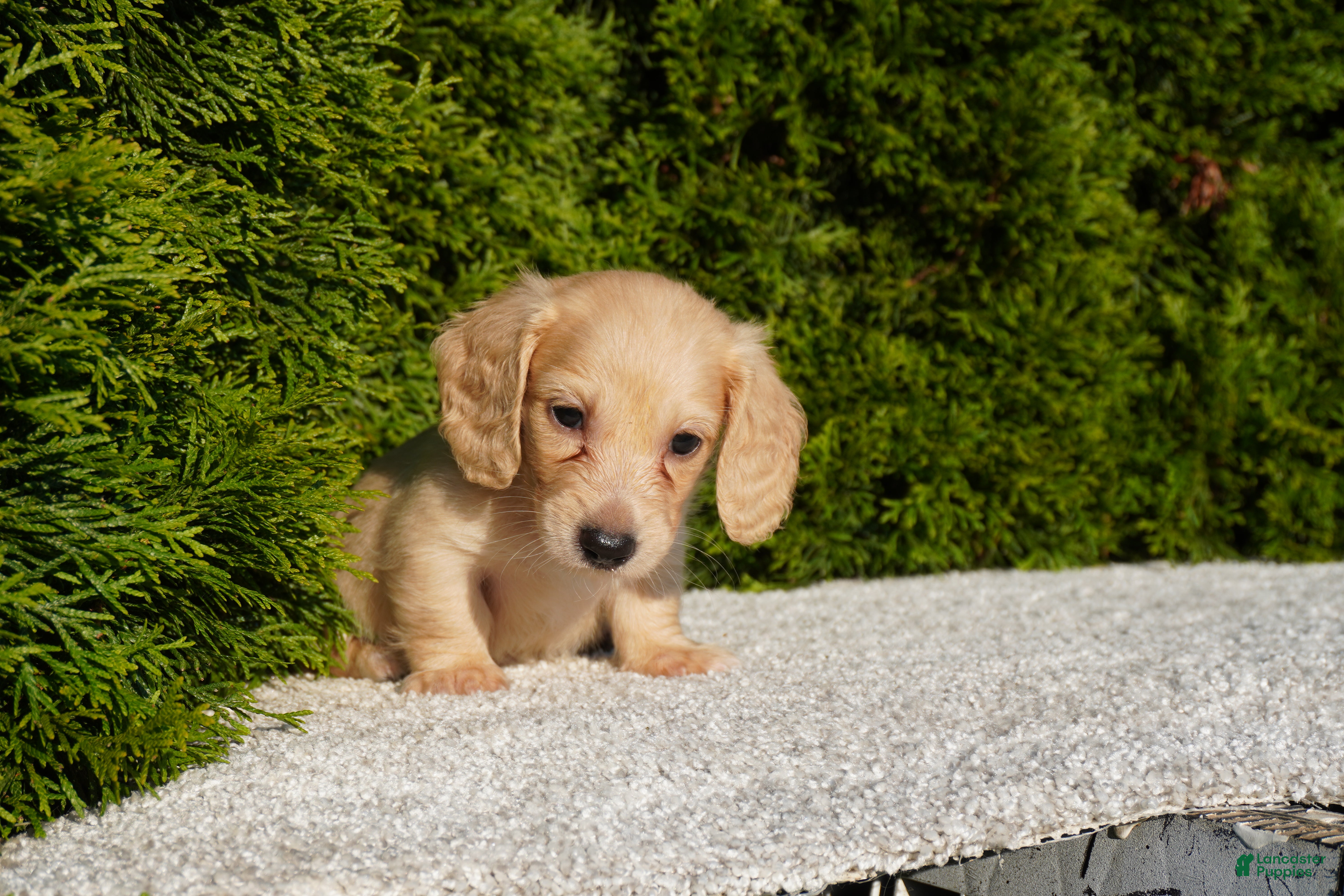 Miniature Dachshund dogs Dexter AKC - Ad 1