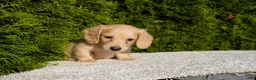 Miniature Dachshund dogs for sale: Dexter AKC - Ad 1