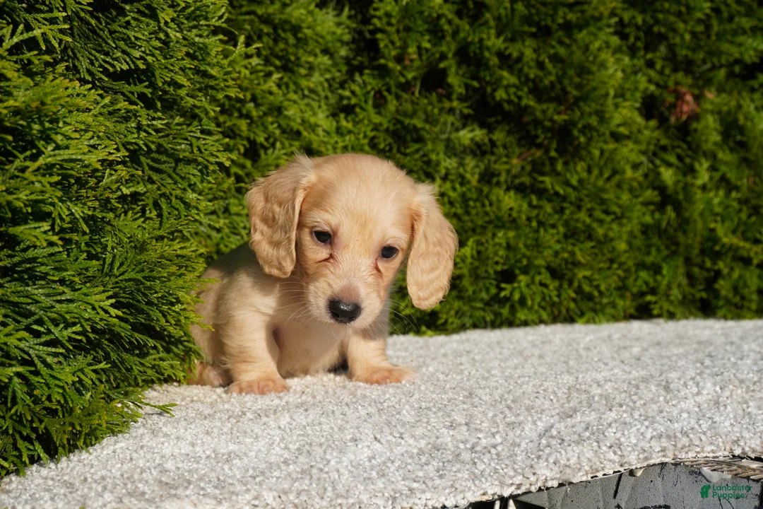 Miniature Dachshund dogs for sale: Dexter AKC - Ad 1