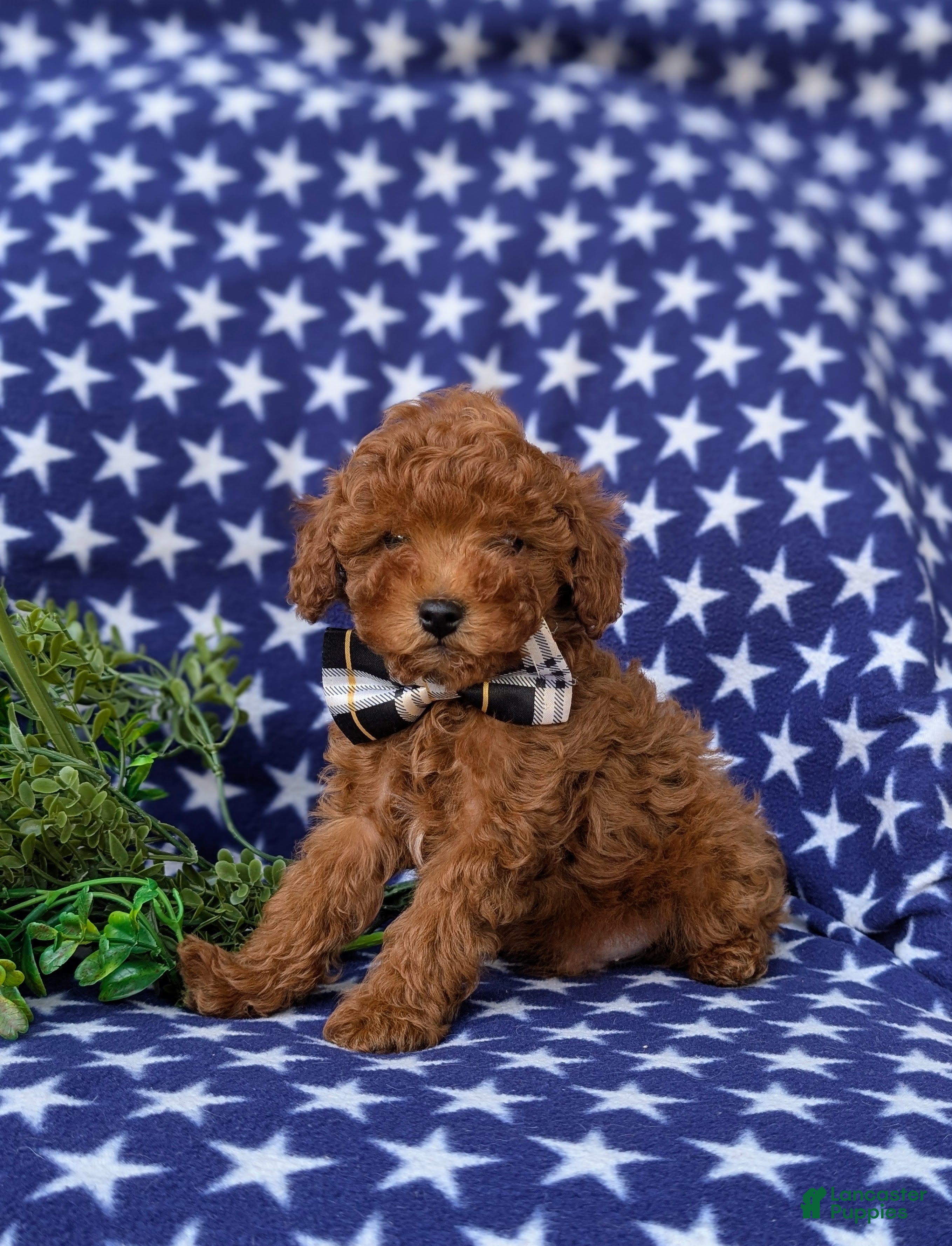 Miniature Poodle dogs Skittles - Ad 1