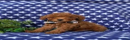 Miniature Poodle dogs for sale: Skittles - Ad 1