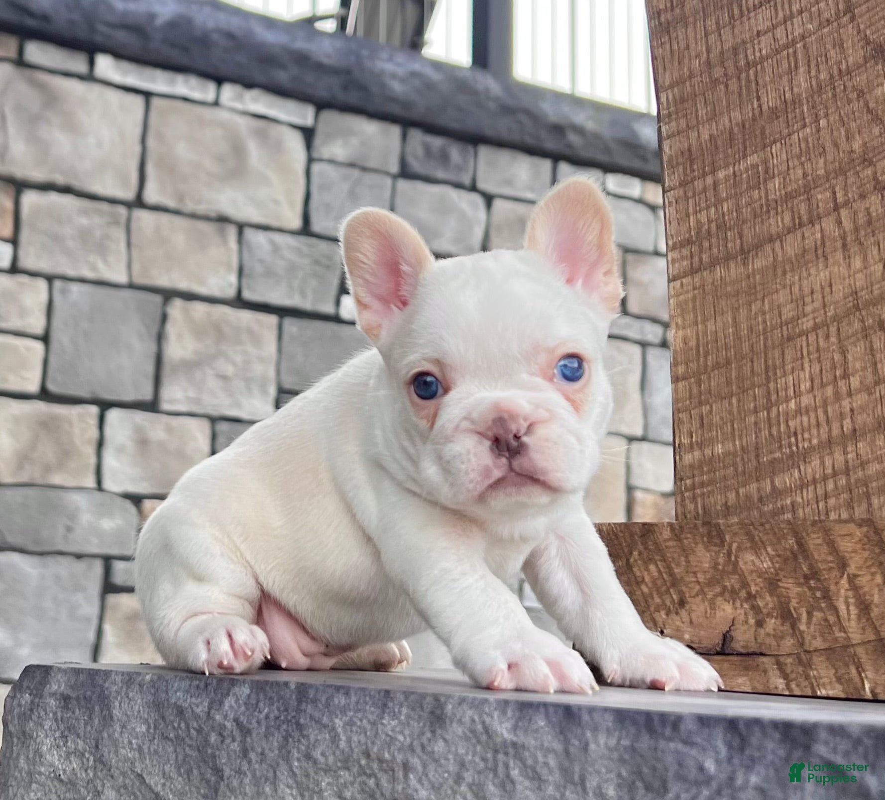 French Bulldog dogs Crystal - Ad 1