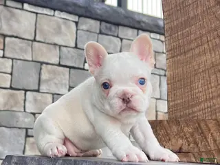 French Bulldog dogs for sale: Crystal - Ad 4